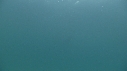 REQUIN PELERIN