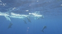 DAUPHINS COMMUNS