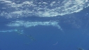 DAUPHINS COMMUNS