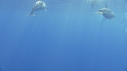 DAUPHINS COMMUNS