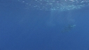 DAUPHINS COMMUNS