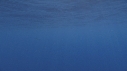 DAUPHINS COMMUNS