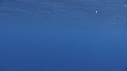 DAUPHINS COMMUNS