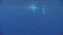 DAUPHINS, BAIT BALL, PUFFINS