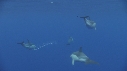 DAUPHINS COMMUNS