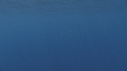 DAUPHINS COMMUNS