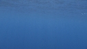 DAUPHINS COMMUNS