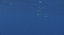 DAUPHINS COMMUNS