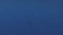 DAUPHINS COMMUNS