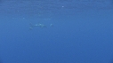 DAUPHINS COMMUNS