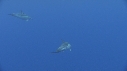 DAUPHINS COMMUNS