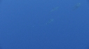 DAUPHINS COMMUNS