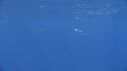 DAUPHINS COMMUNS