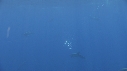DAUPHINS COMMUNS