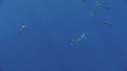 DAUPHINS COMMUNS