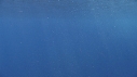 DAUPHINS COMMUNS