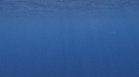 DAUPHINS COMMUNS