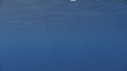 DAUPHINS COMMUNS