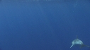 DAUPHINS COMMUNS