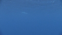DAUPHINS TACHETES