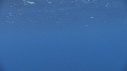 DAUPHINS TACHETES