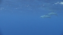 DAUPHINS TACHETES