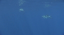 DAUPHINS COMMUNS