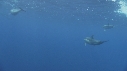 DAUPHINS COMMUNS