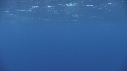DAUPHINS COMMUNS