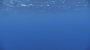 DAUPHINS COMMUNS