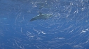 DAUPHINS COMMUNS