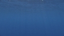 DAUPHINS COMMUNS