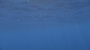 DAUPHINS COMMUNS