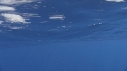 DAUPHINS COMMUNS