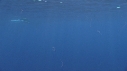 DAUPHINS COMMUNS