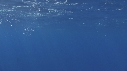 DAUPHINS COMMUNS