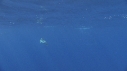 DAUPHINS COMMUNS