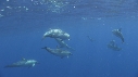 DAUPHINS COMMUNS