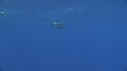DAUPHINS COMMUNS