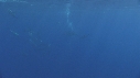 DAUPHINS, BAIT BALL, PUFFINS