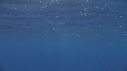 DAUPHINS COMMUNS