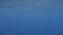 DAUPHINS COMMUNS