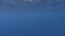 DAUPHINS COMMUNS