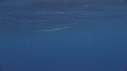 DAUPHINS COMMUNS