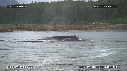 BALEINE A BOSSE