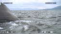 BALEINE A BOSSE