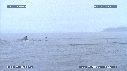 BALEINE A BOSSE