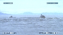 BALEINE A BOSSE