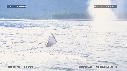 BALEINE A BOSSE
