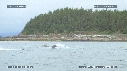 BALEINE A BOSSE